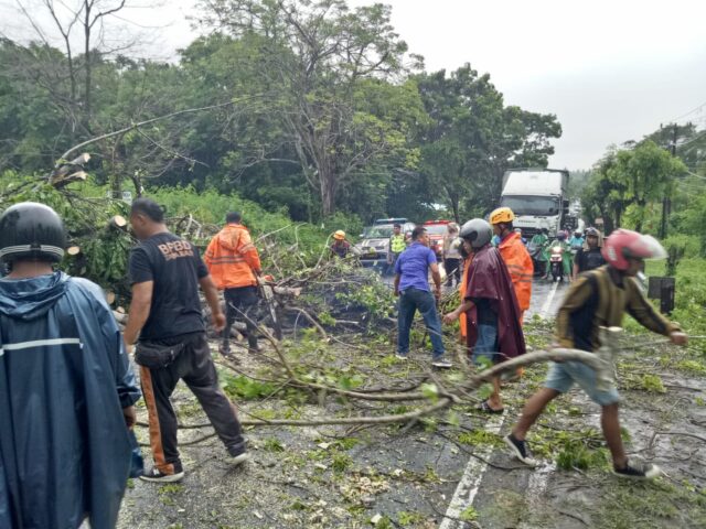 Pohon Tumbang Di Jalur Denpasar Gilimanuk Sebabkan Kemacetan Total