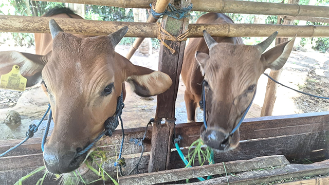 Sapi Price Menjelang Idul Adha, Harga Sapi Tembus Rp53 Ribu Per Kilogram